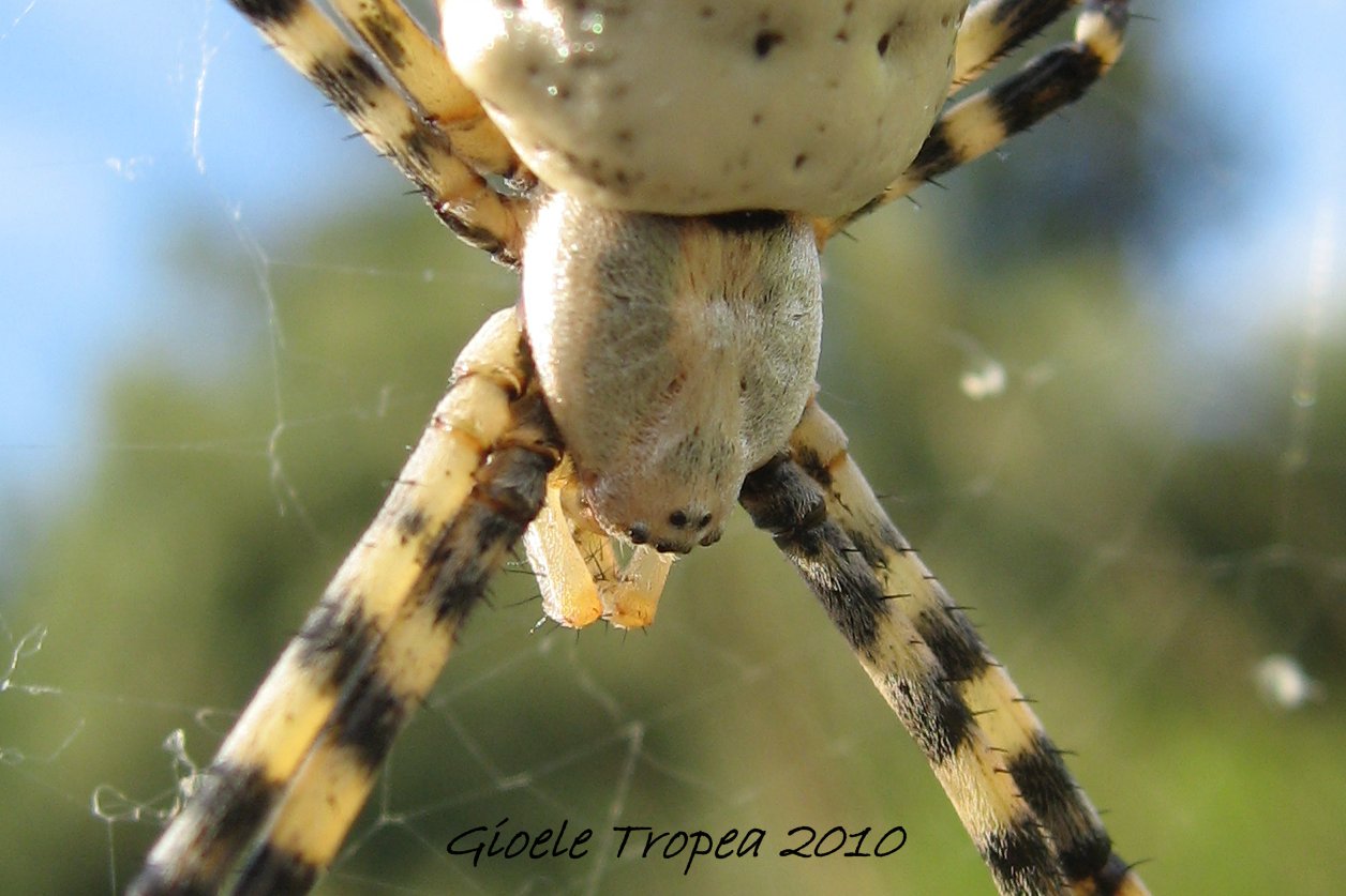 Argiope lobata